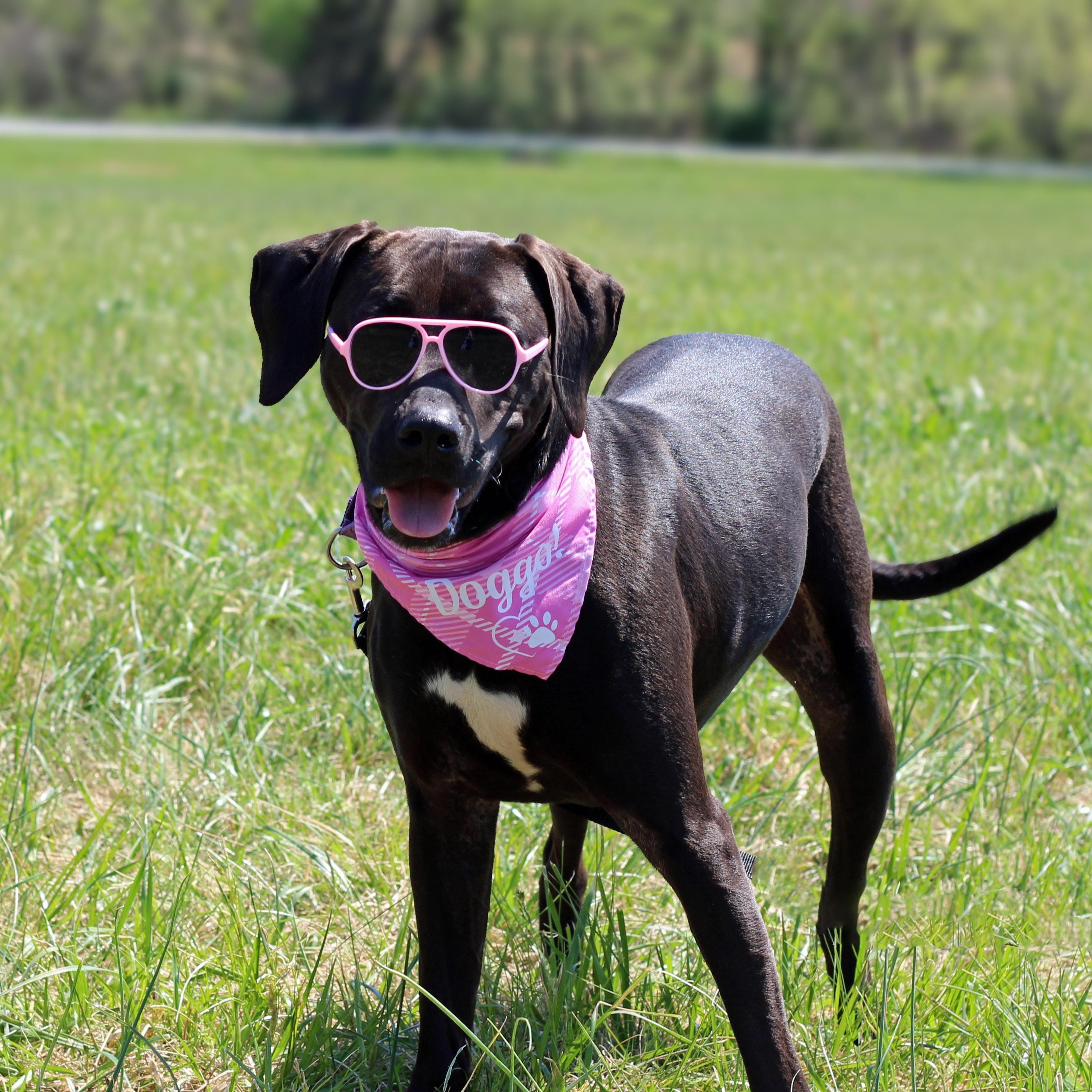 Enlarge Sweet Pea, a ADOPTABLE mixed breed in Lebanon, TN image 3/6