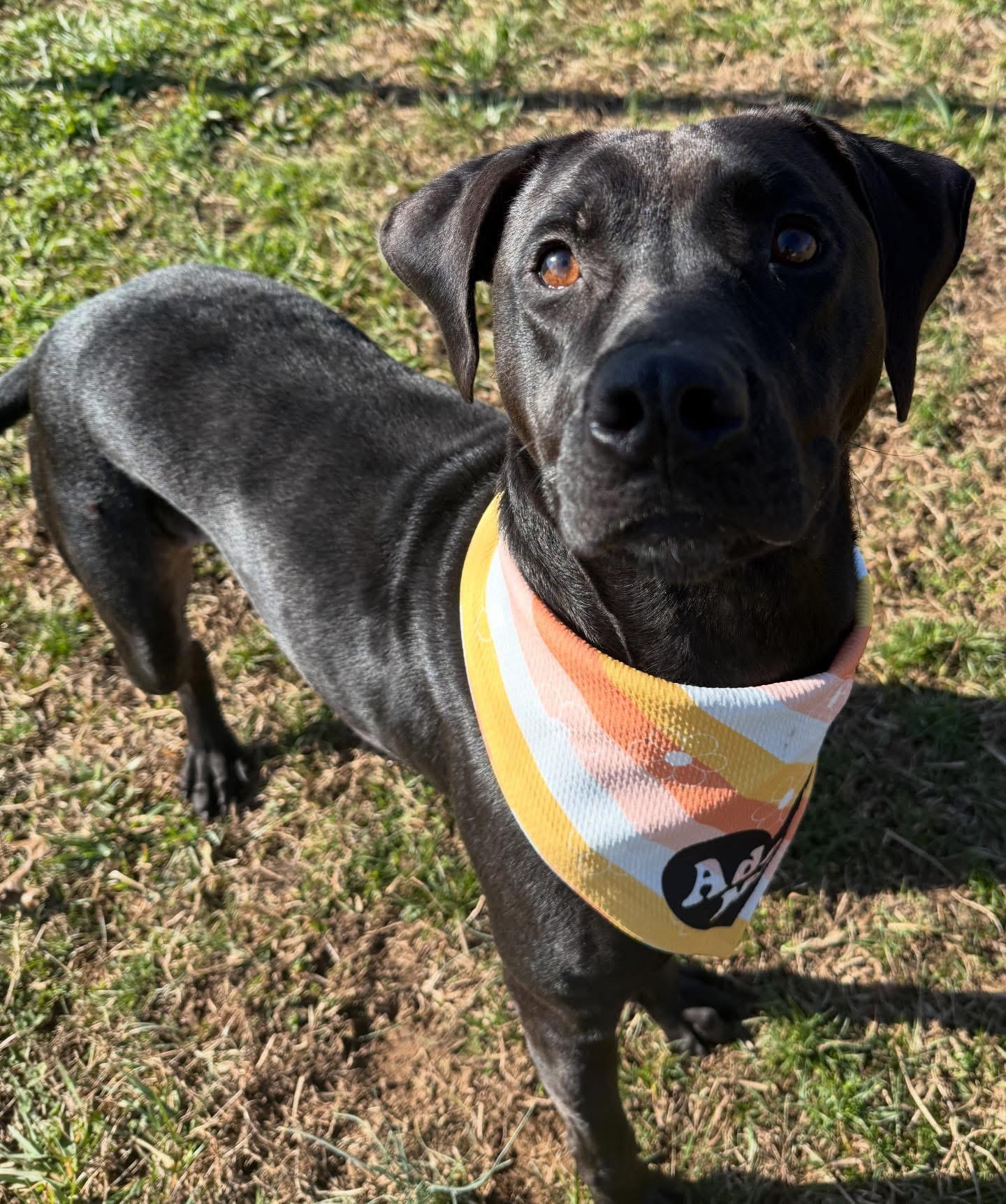 Sweet Pea, a ADOPTABLE mixed breed in Lebanon, TN image 2/3