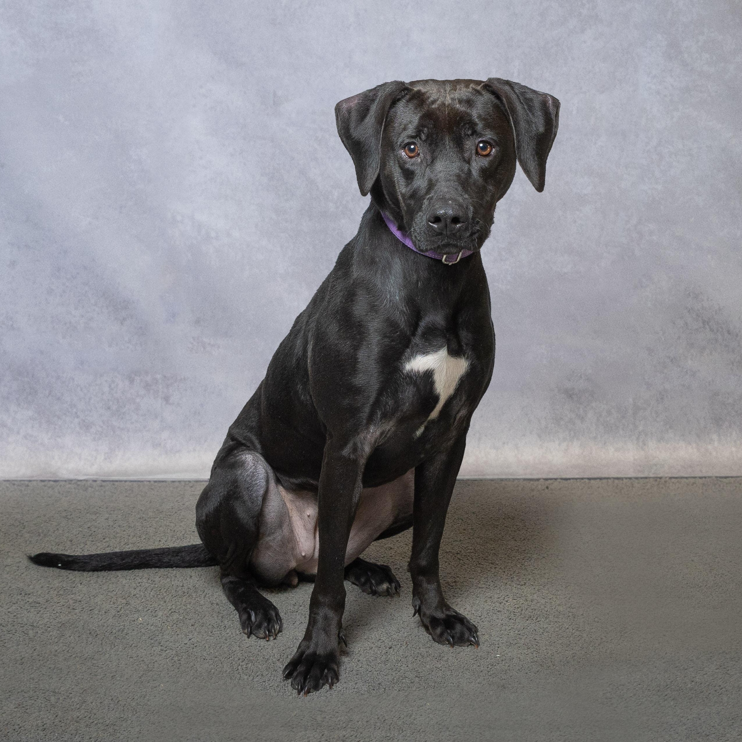 Sweet Pea, a ADOPTABLE mixed breed in Lebanon, TN image 4/6