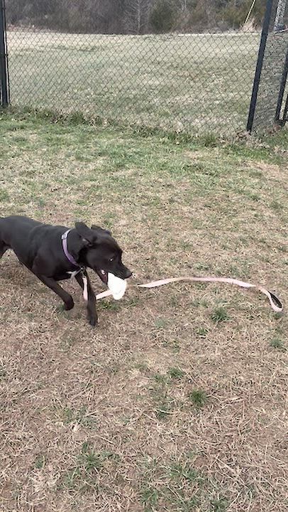 Enlarge Sweet Pea, a ADOPTABLE mixed breed in Lebanon, TN video 6/6