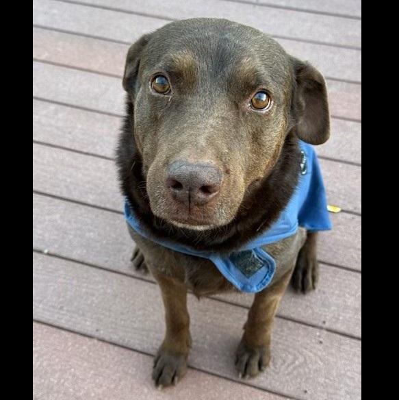 Ryman, Adoptable, Adult Male Black Labrador Retriever.
