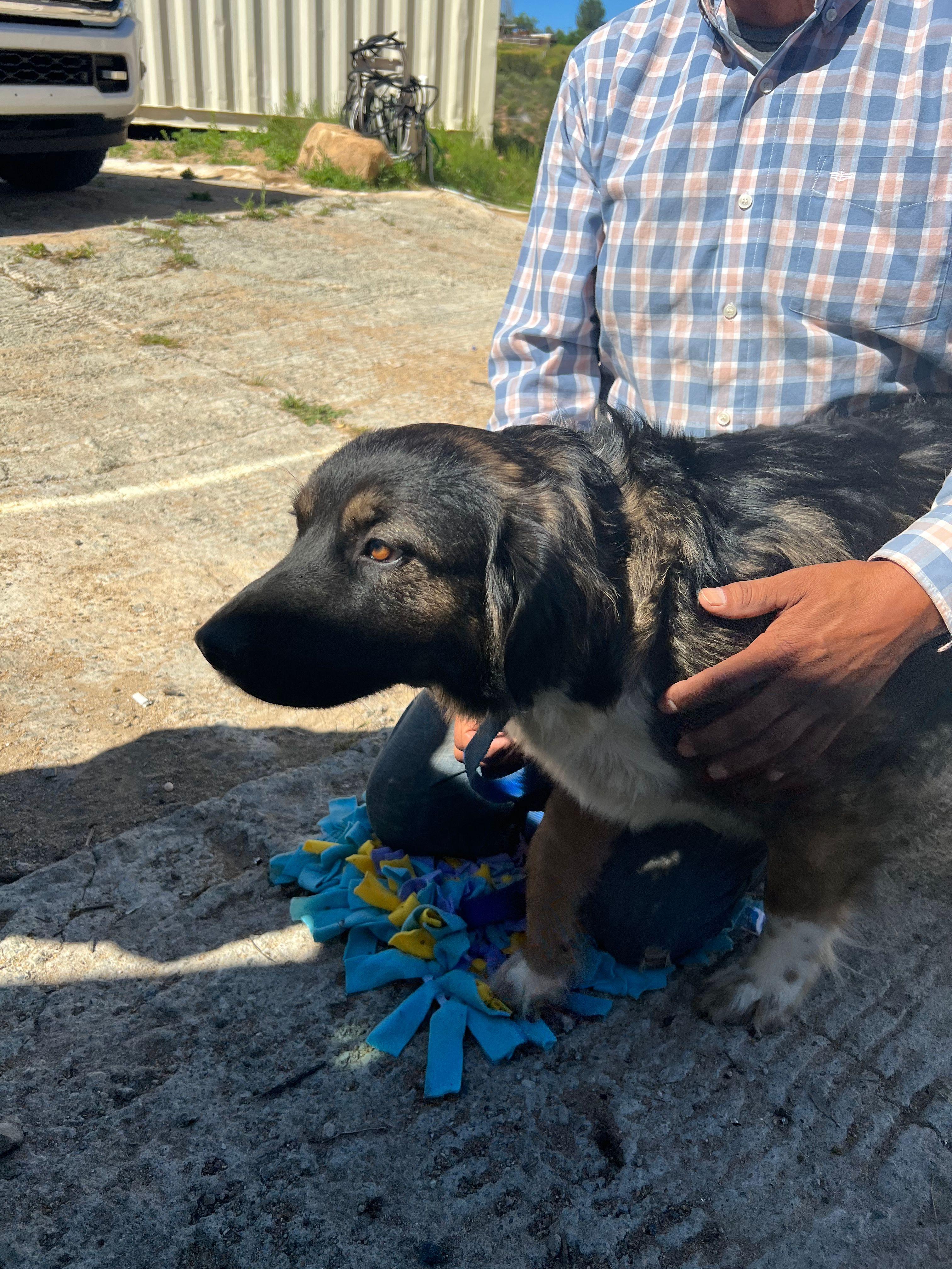Estella, a Adoptable mixed breed in Bakersfield, CA image 5/6