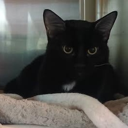 ISSAC, a ADOPTABLE Domestic Short Hair in Wolcott, VT image 2/2