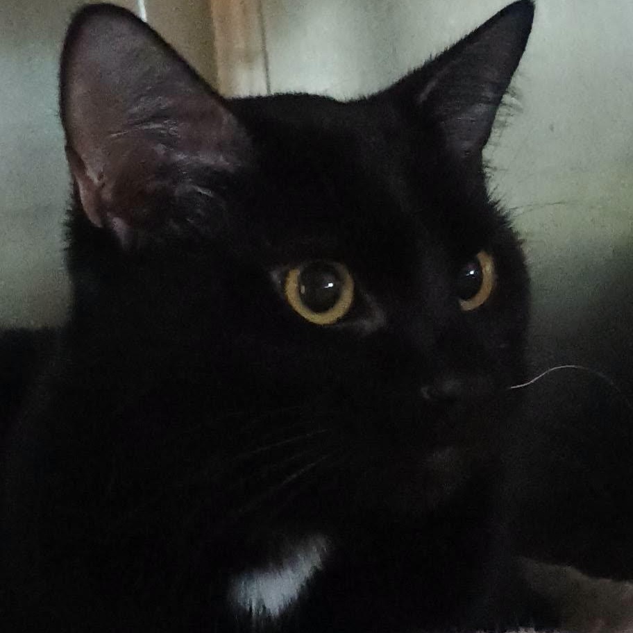 ISSAC, ADOPTABLE, Young Male Domestic Short Hair.