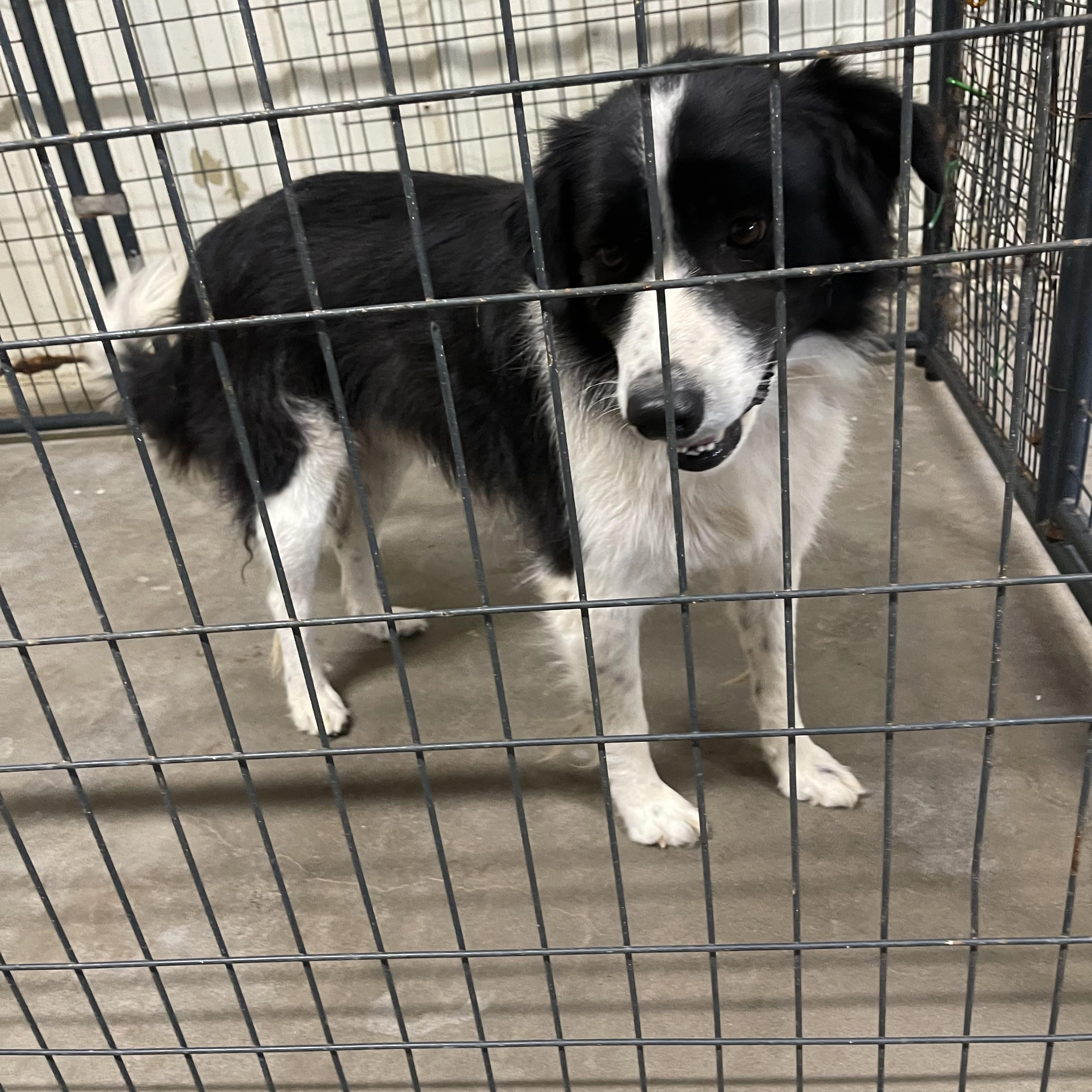 Kili, Adopted, Adult Male Great Pyrenees & Border Collie.