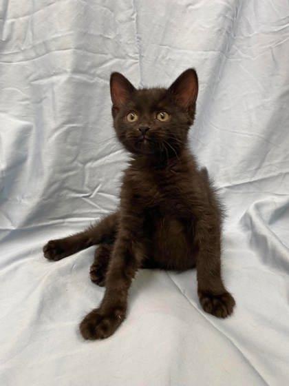 Dango, Adoptable, Kitten Male Domestic Short Hair & Domestic Short Hair.