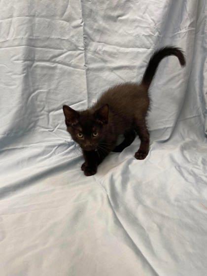 Dango, a Adoptable mixed breed in McCook, NE image 2/3