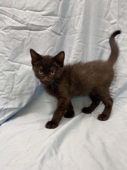 Dango, a Adoptable mixed breed in McCook, NE image 3/3