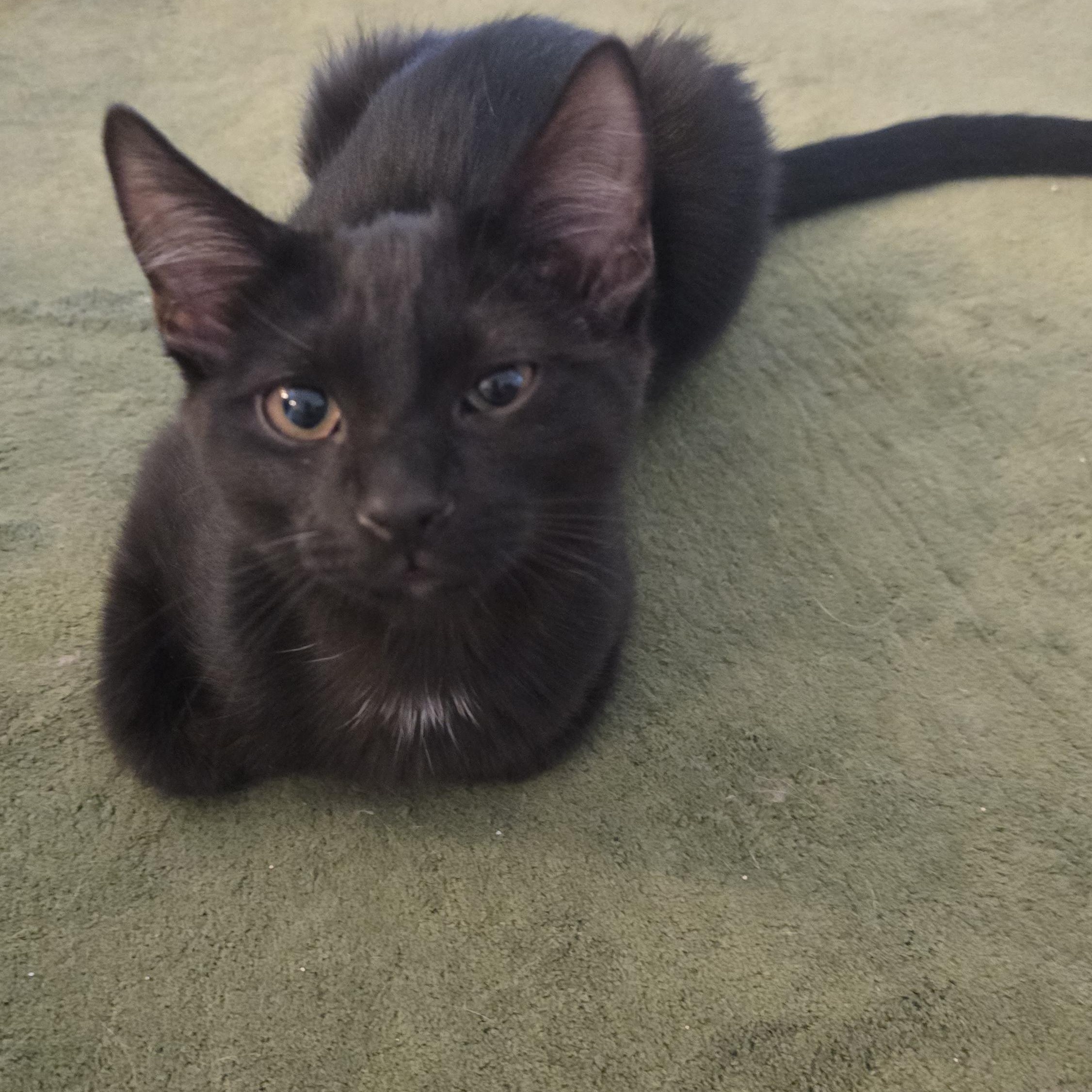 D'Artagnan [Bonded with Aramis], ADOPTABLE, Young Male Domestic Short Hair.