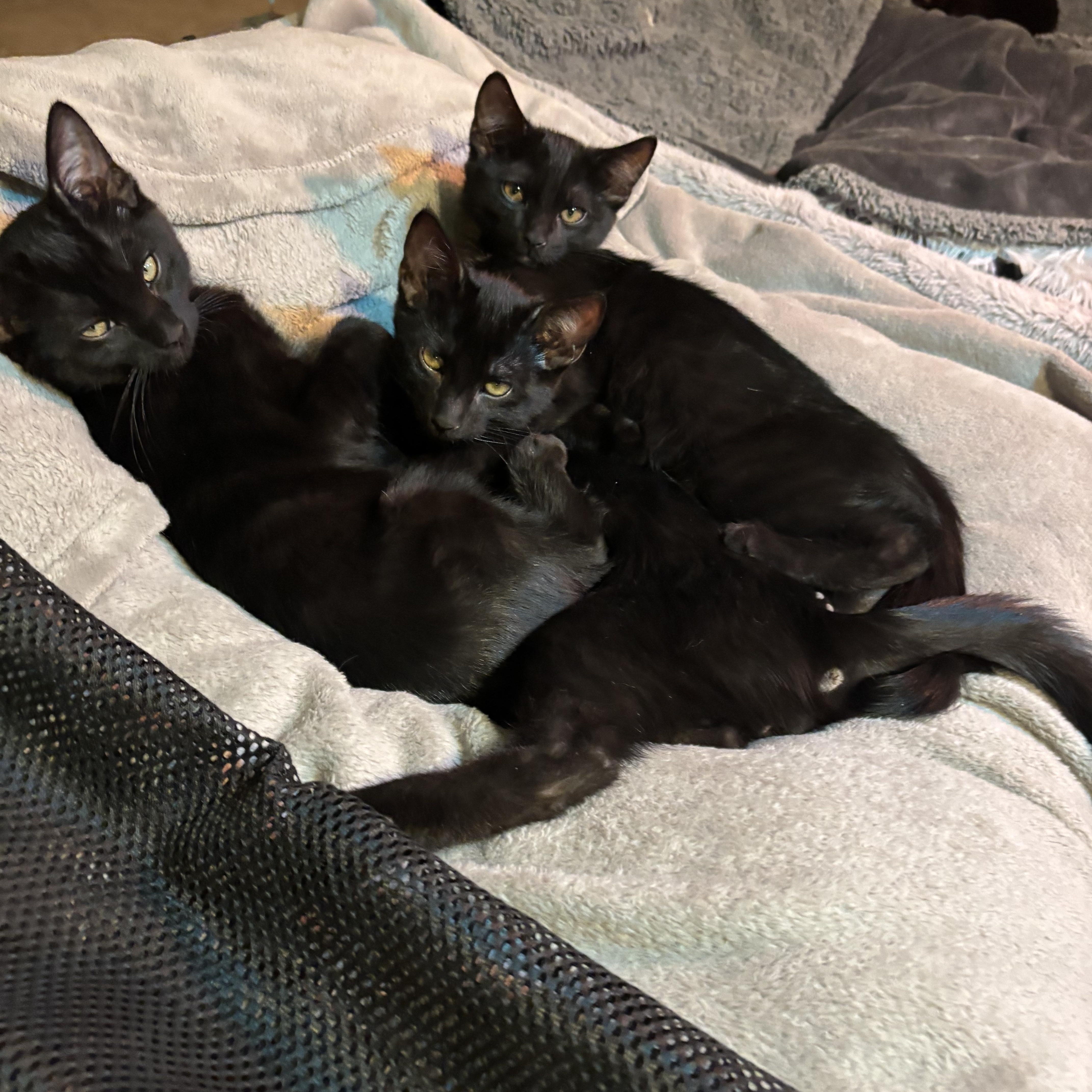 Enlarge D'Artagnan [Bonded with Aramis], a ADOPTABLE Domestic Short Hair in PHOENIX, AZ image 2/3