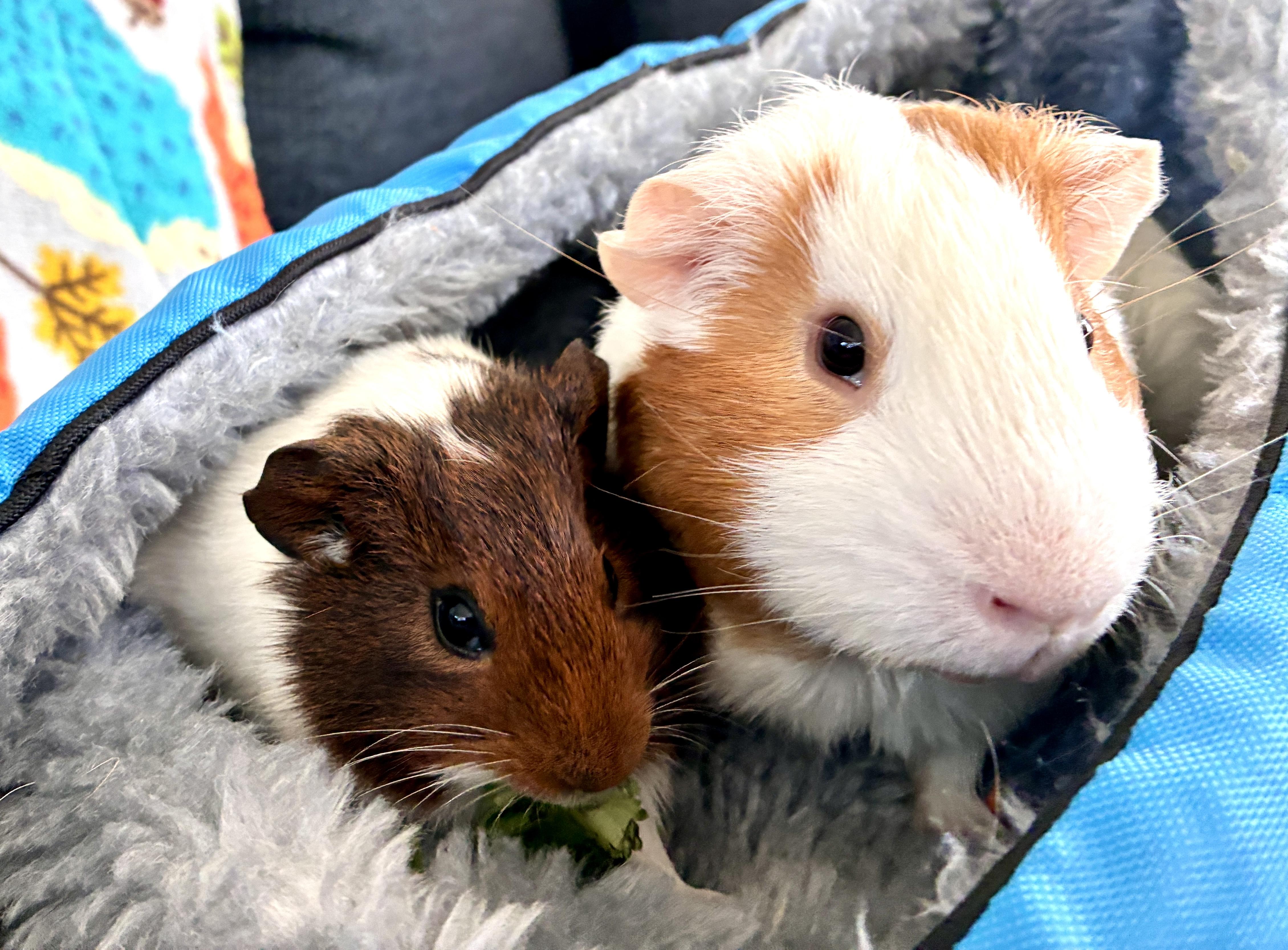 Niblet & Cheddar, Adoptable, Young Male Guinea Pig.