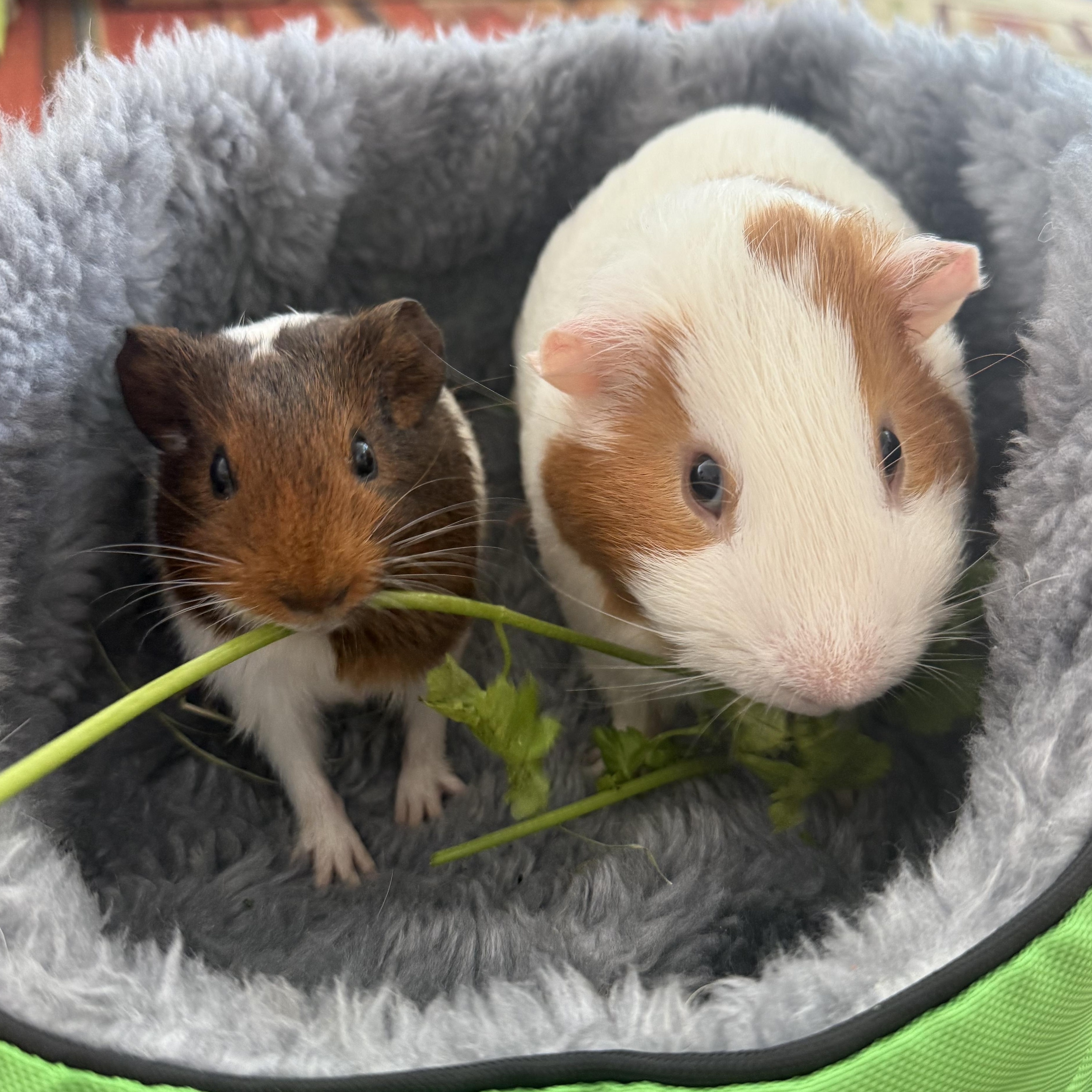 Enlarge Niblet & Cheddar, a Adoptable Guinea Pig in long beach, CA image 2/2