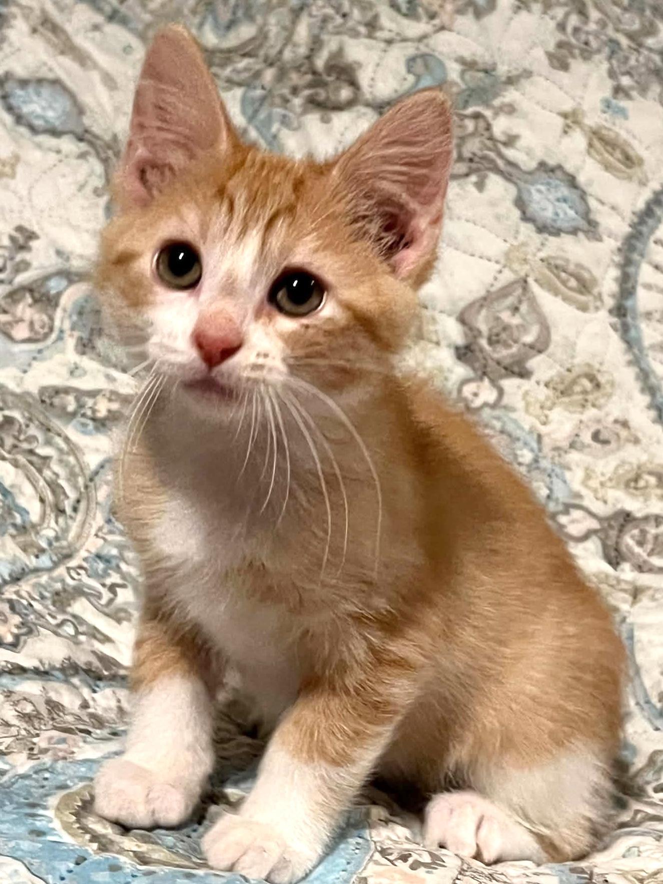 Enlarge Fudge, an adopted Domestic Medium Hair in Warsaw, MO image 2/3