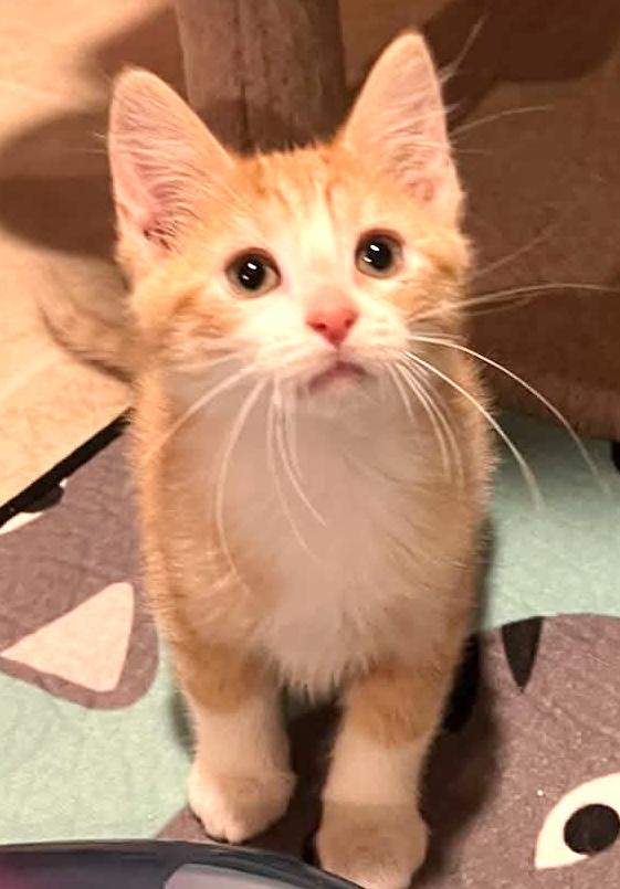 Enlarge Fudge, an adopted Domestic Medium Hair in Warsaw, MO image 3/3