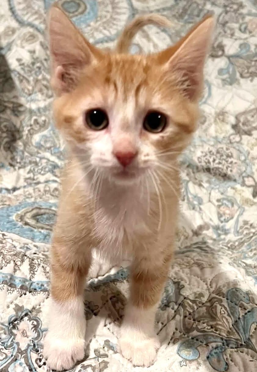 Enlarge Fudge, an adopted Domestic Medium Hair in Warsaw, MO image 1/3