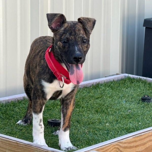 Enlarge Apollo1, a Adopted mixed breed in houston , TX image 3/4