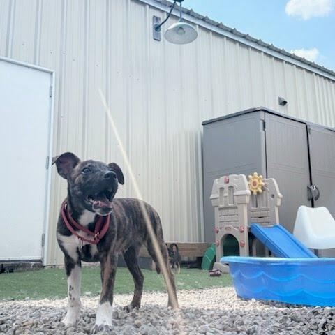 Enlarge Apollo1, a Adopted mixed breed in houston , TX image 4/4