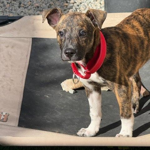 Enlarge Apollo1, a Adopted mixed breed in houston , TX image 1/4