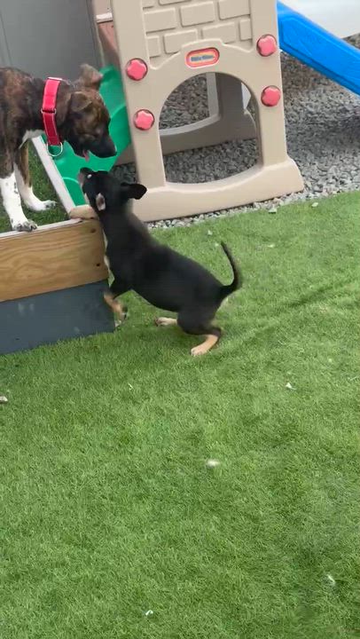 Enlarge Apollo1, a Adopted mixed breed in houston , TX video 2/4