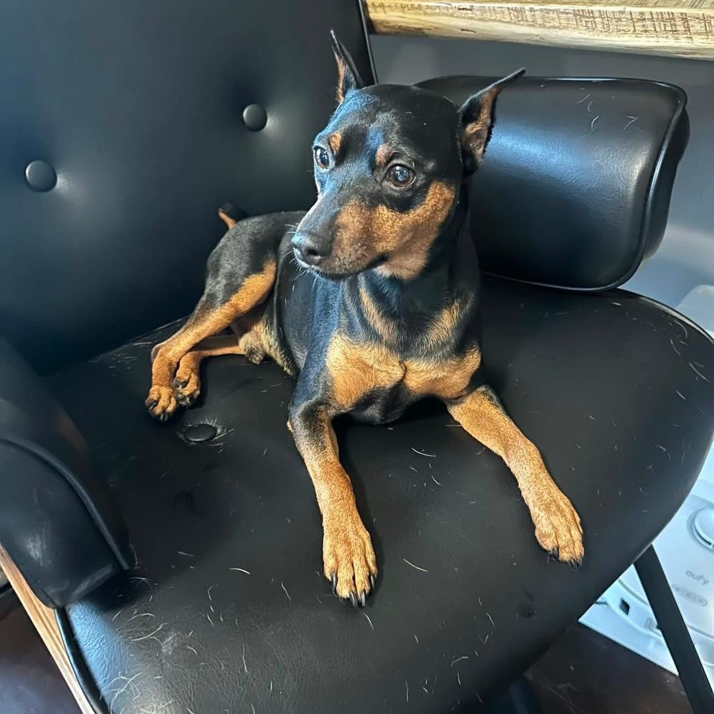 Logan, Adoptable, Adult Male Miniature Pinscher.