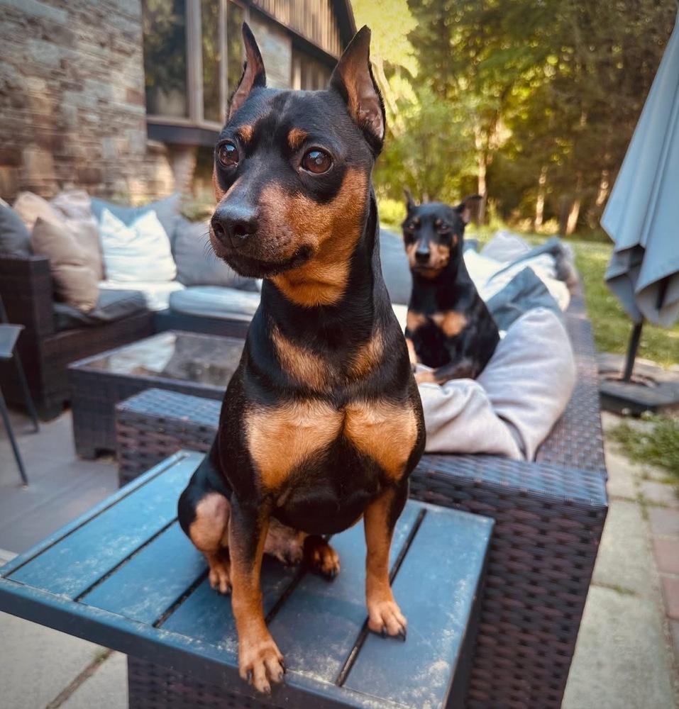 Logan, a Adoptable Miniature Pinscher in Middletown, CT image 1/4