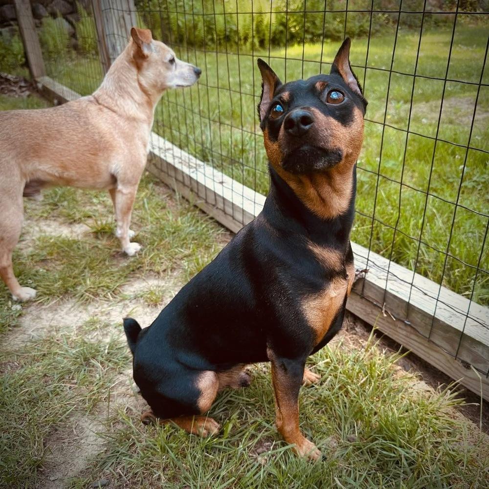 Logan, a Adoptable Miniature Pinscher in Middletown, CT image 2/4
