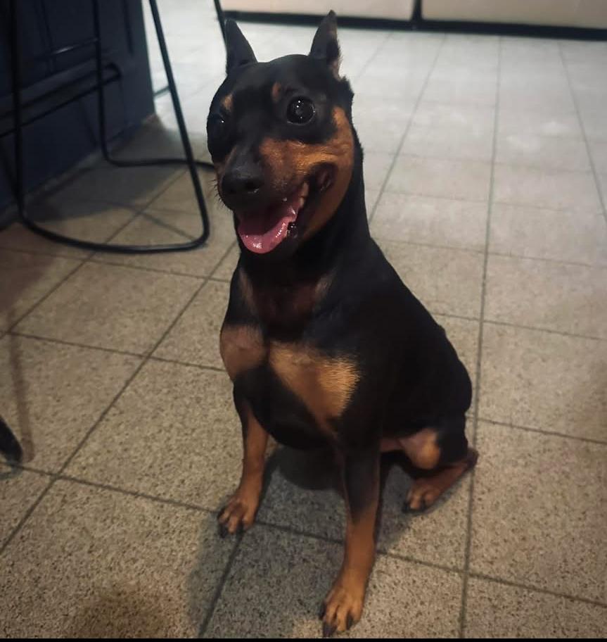 Logan, a Adoptable Miniature Pinscher in Middletown, CT image 3/4
