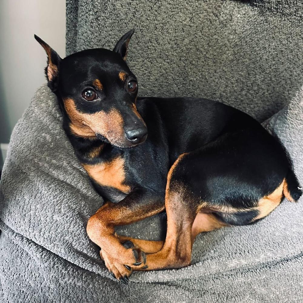Enlarge Logan, a Adoptable Miniature Pinscher in Middletown, CT image 5/6