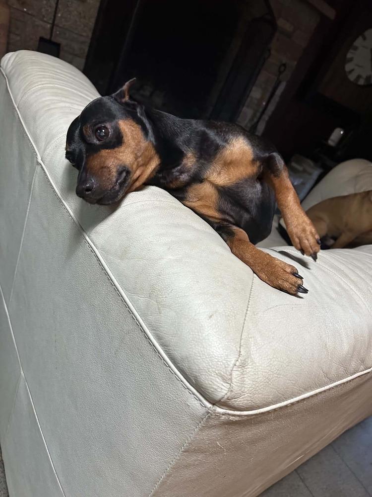 Logan, a Adoptable Miniature Pinscher in Middletown, CT image 4/4