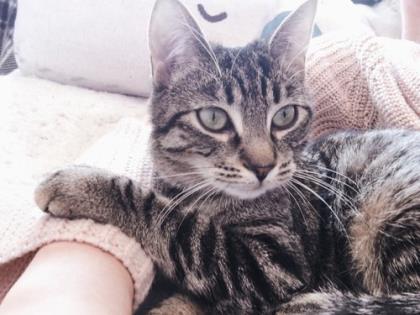 Nimitz (Working Cat) — thumbnail 2