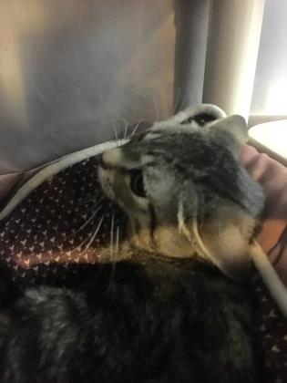 Nimitz (Working Cat) — thumbnail 3