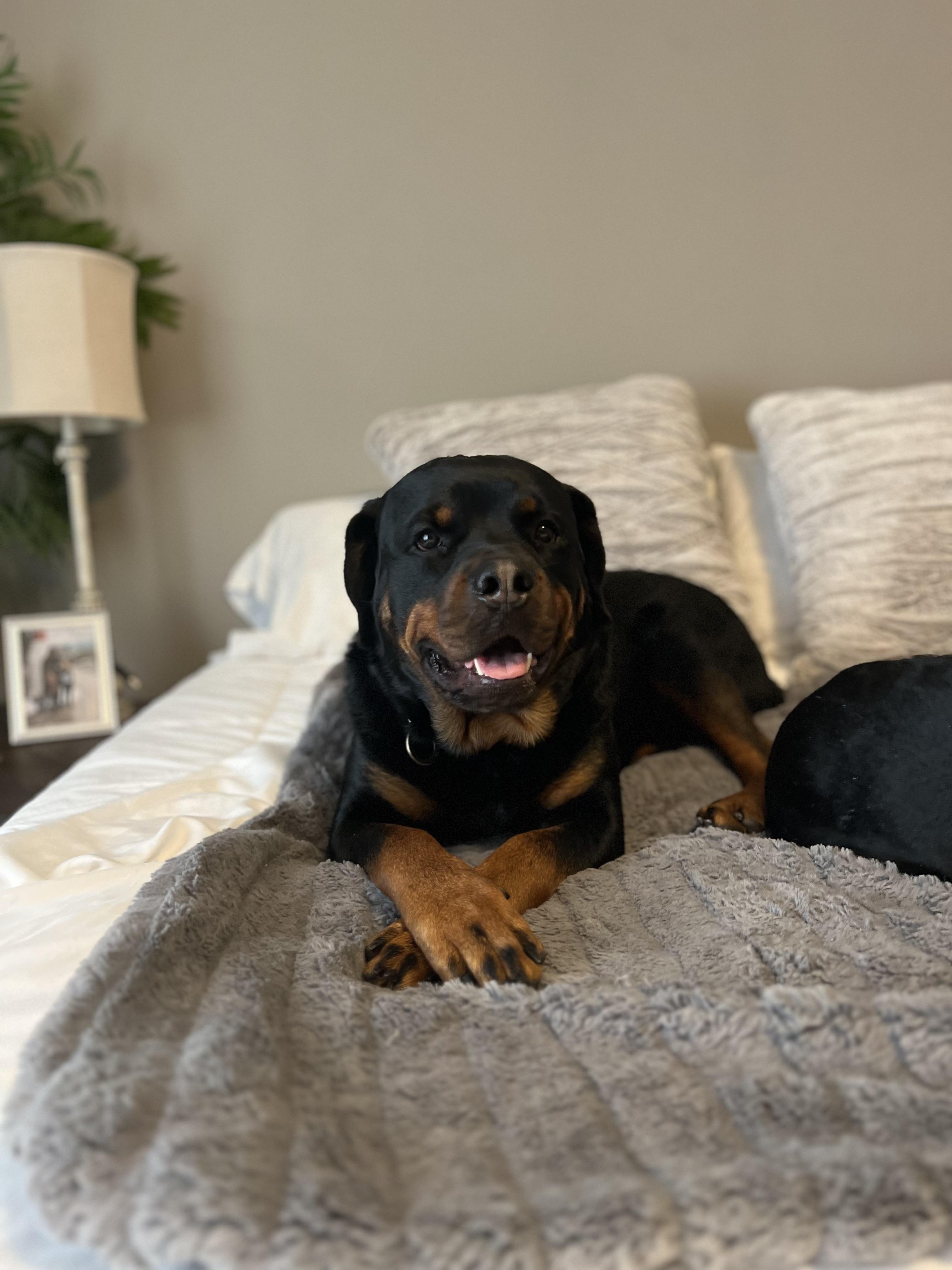 Rocco Taco thumbnail 3