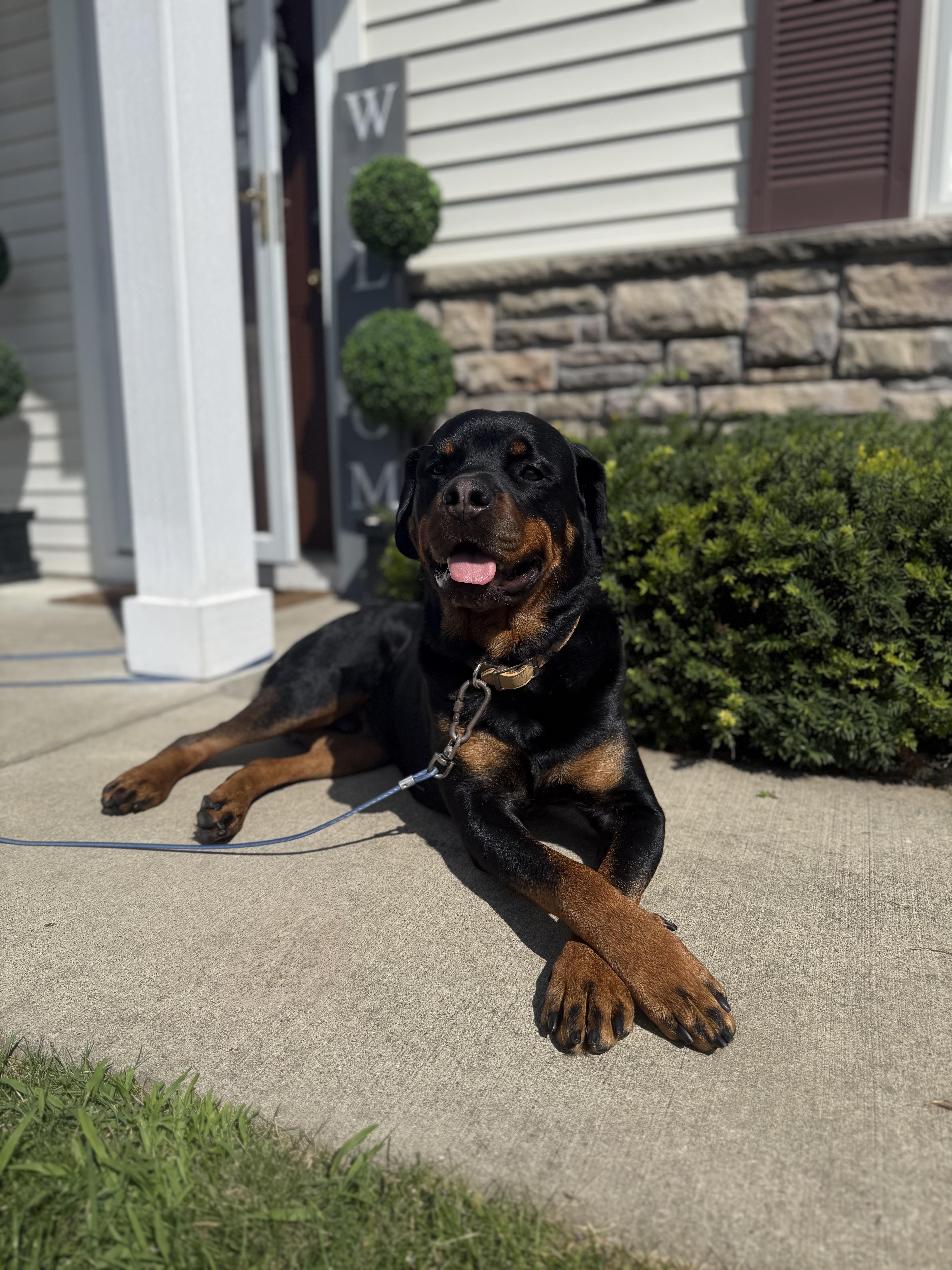 Rocco Taco thumbnail 4