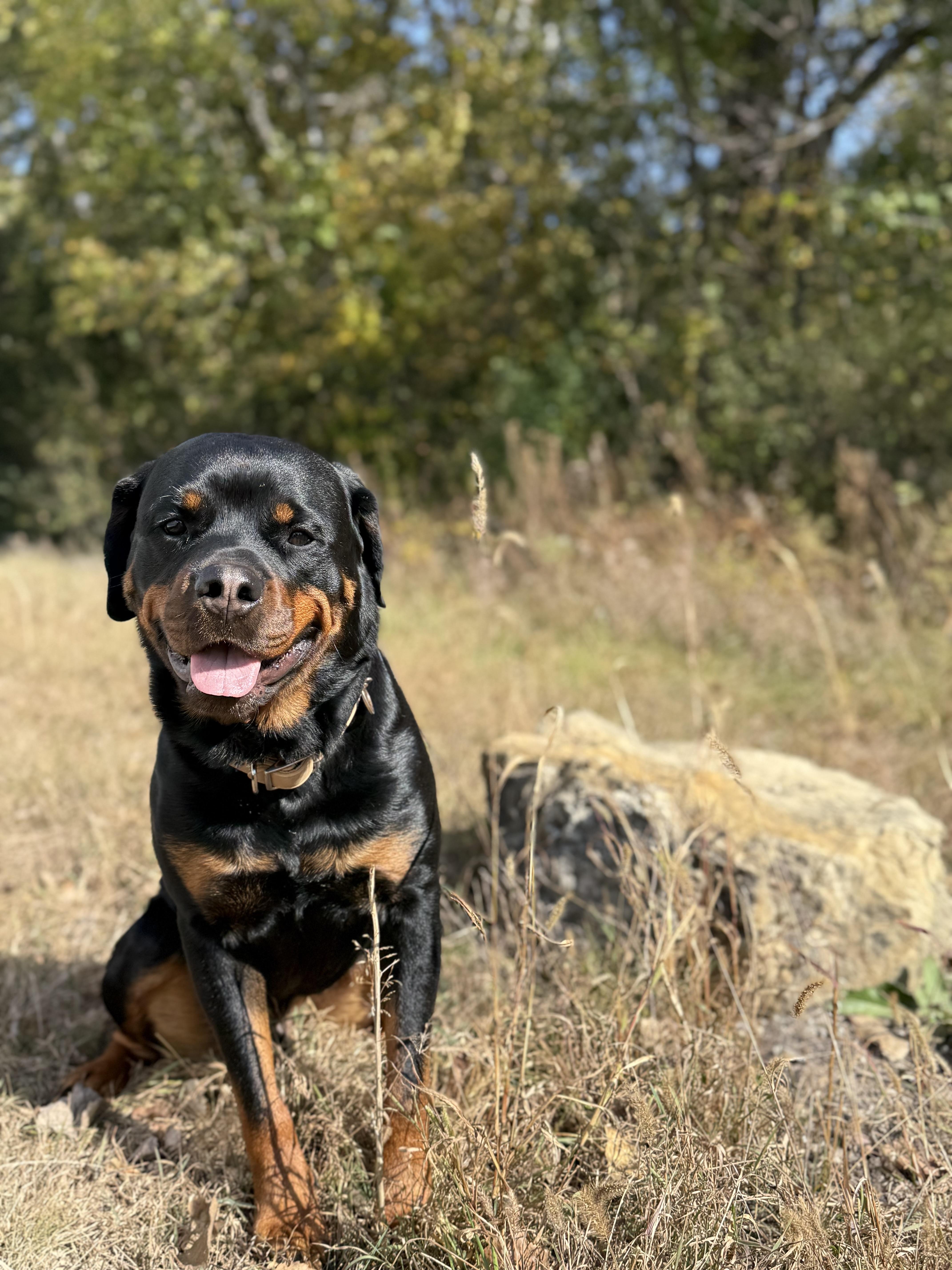 Rocco Taco thumbnail 5