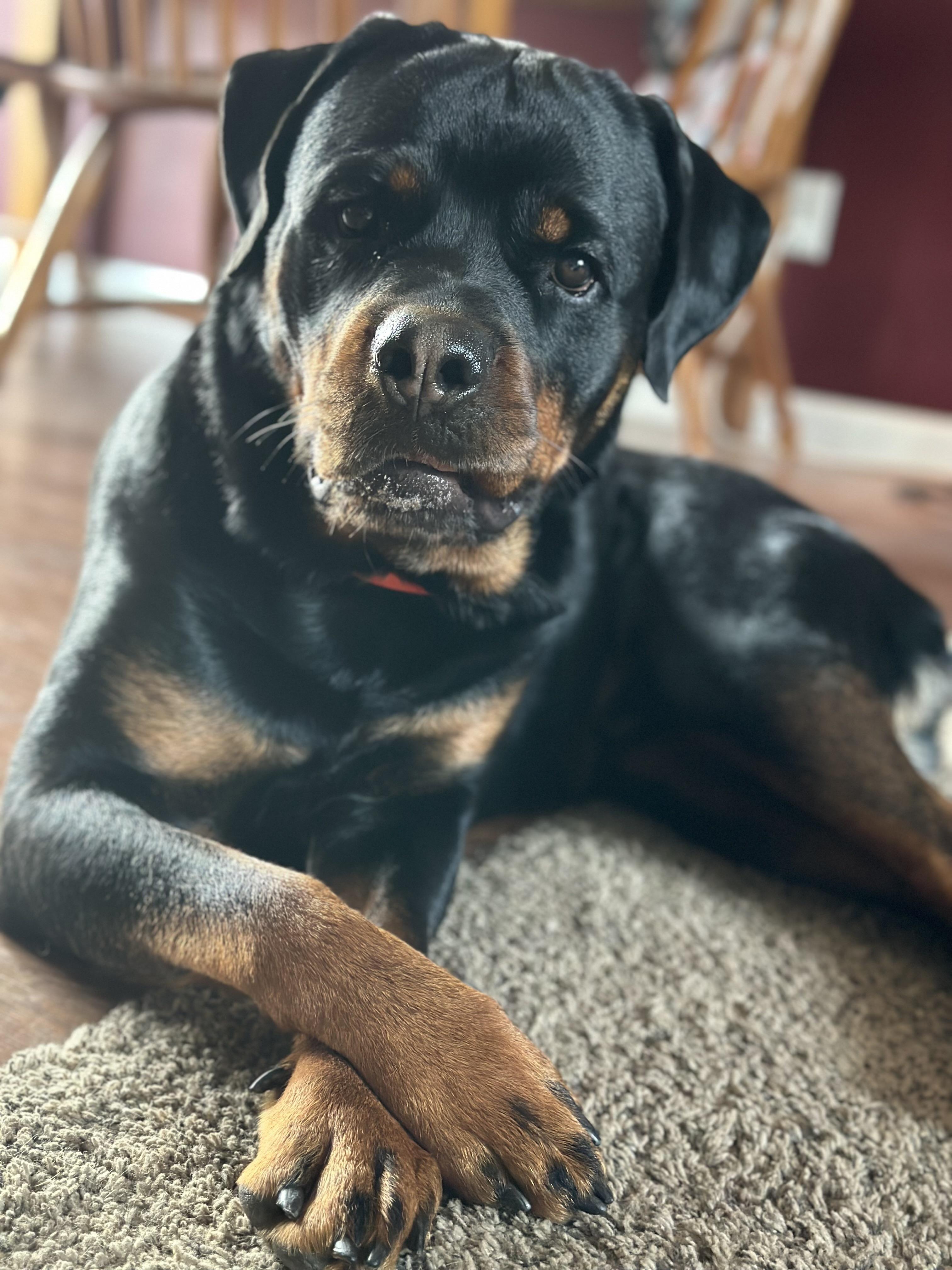 Rocco Taco thumbnail 6