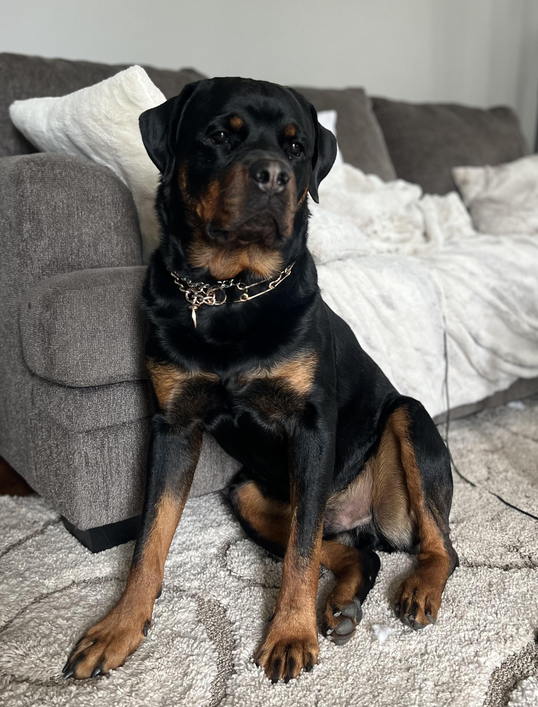 Rocco Taco thumbnail 7