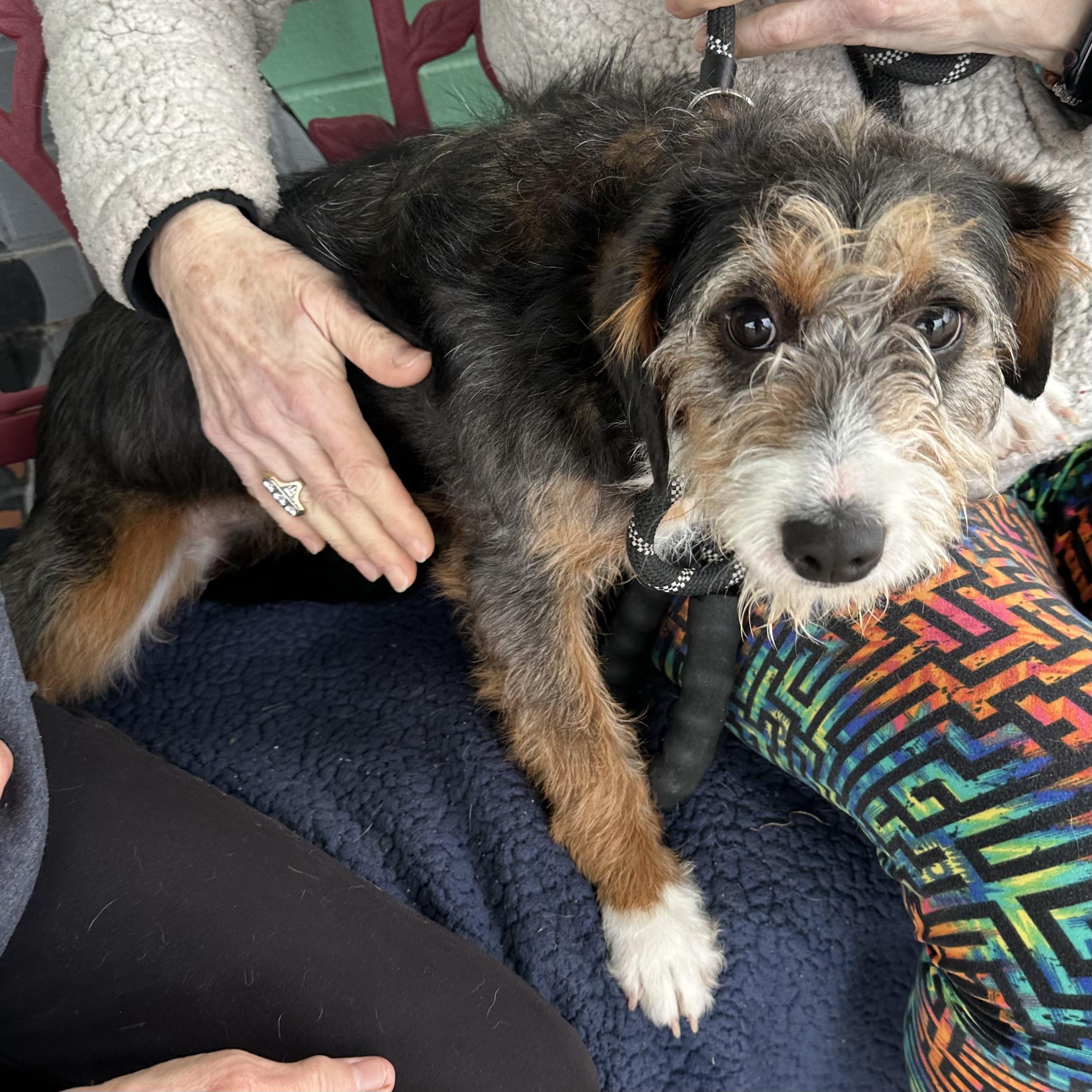 Enlarge Iris , a ADOPTABLE mixed breed in Trenton, MO image 5/5