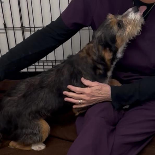 Enlarge Iris , a ADOPTABLE mixed breed in Trenton, MO image 3/5