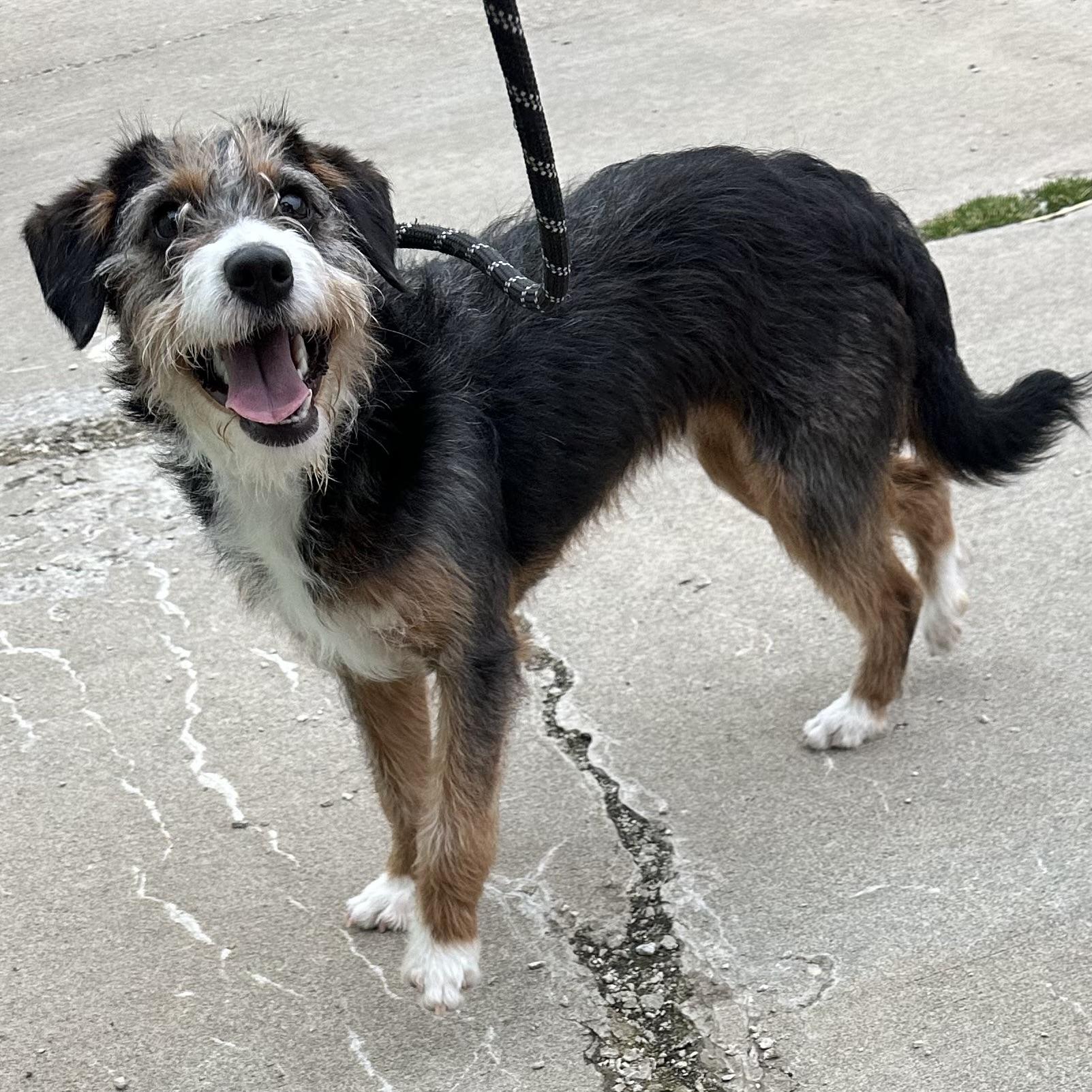 Iris , ADOPTABLE, Young Female Terrier.