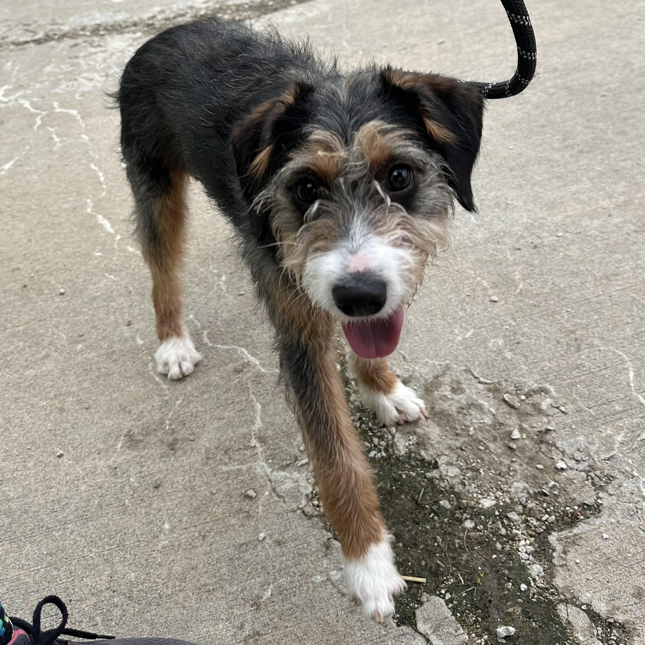 Enlarge Iris , a ADOPTABLE mixed breed in Trenton, MO image 4/5