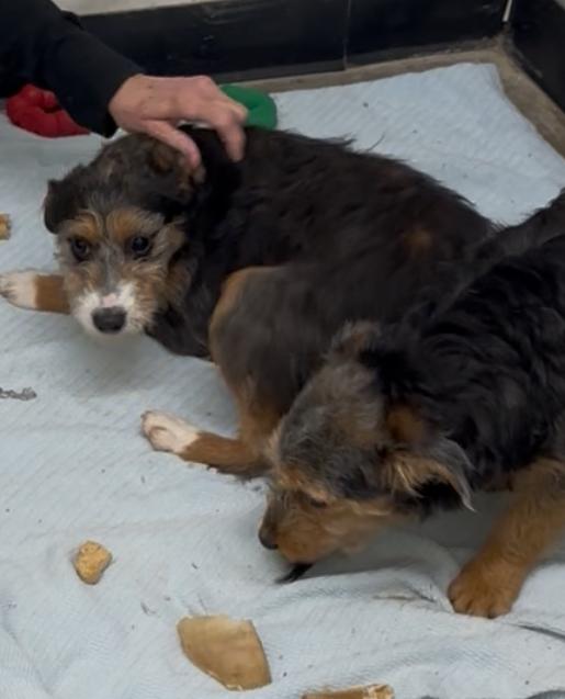 Enlarge Iris , a ADOPTABLE mixed breed in Trenton, MO image 2/5