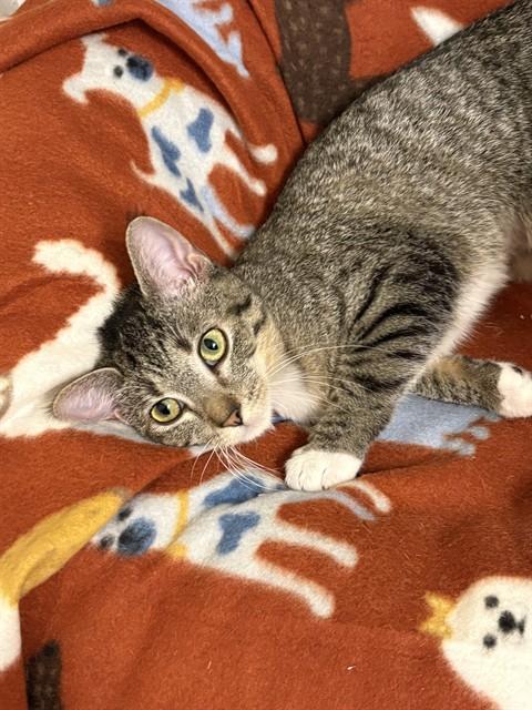Enlarge GUAVA, a Adoptable Domestic Short Hair in Aurora, CO image 1/1