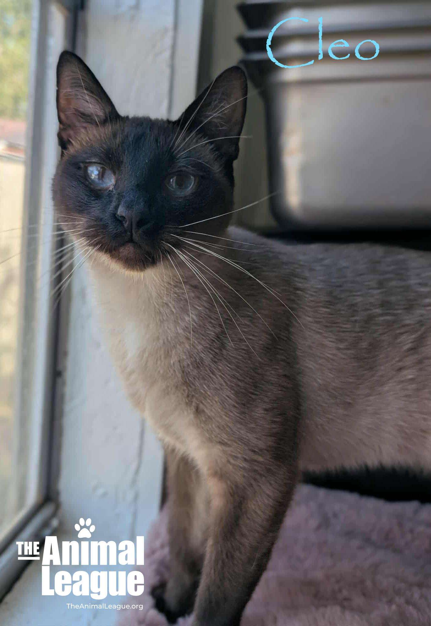 Cleo, a Adoptable Siamese in Clermont, FL image 3/3