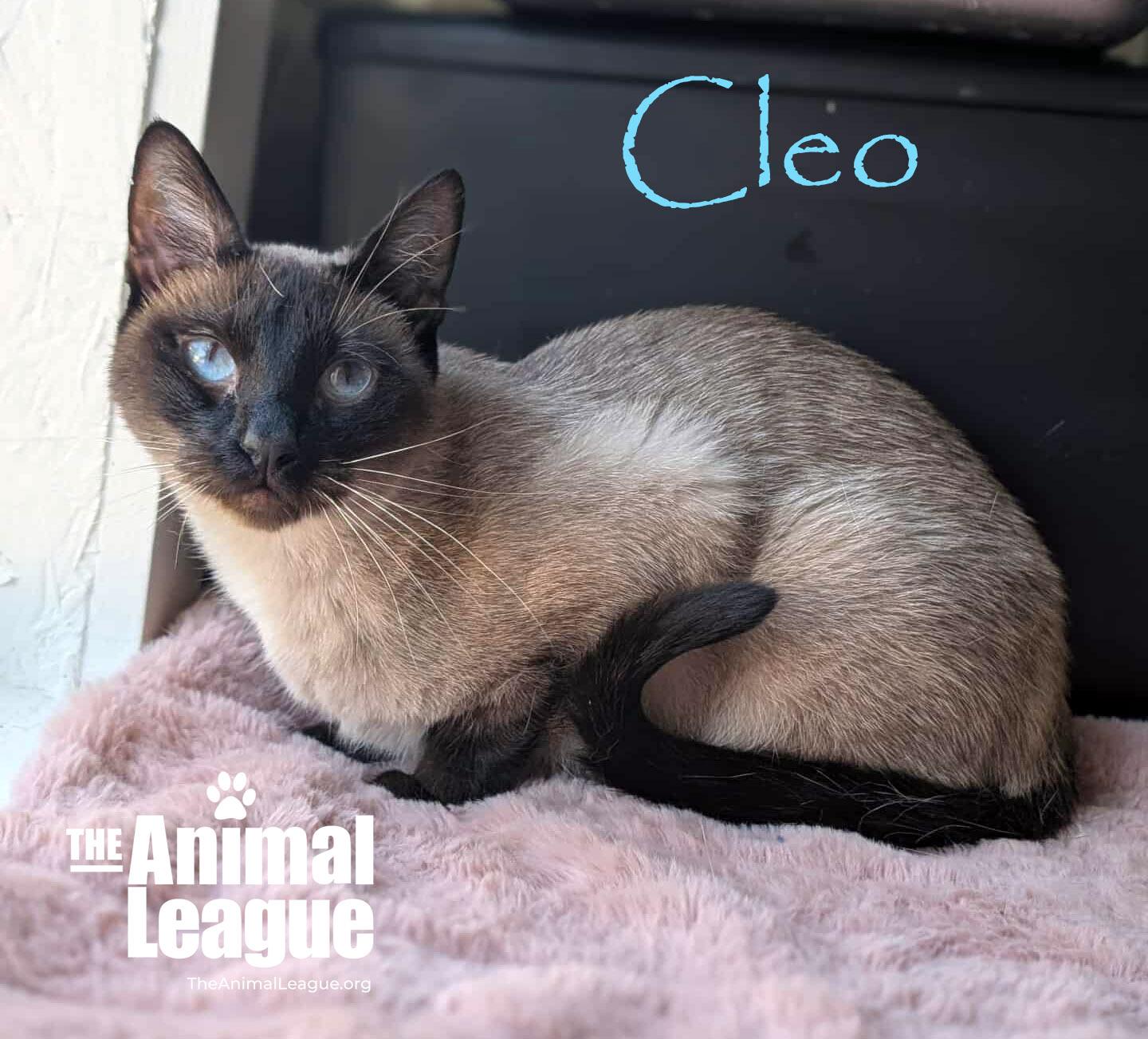 Cleo, Adoptable, Adult Female Siamese.