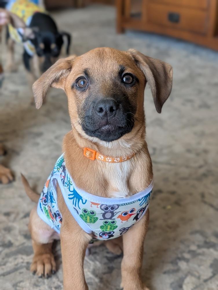 Enlarge Loki Lilac, a Adoptable mixed breed in Waunakee, WI image 1/5