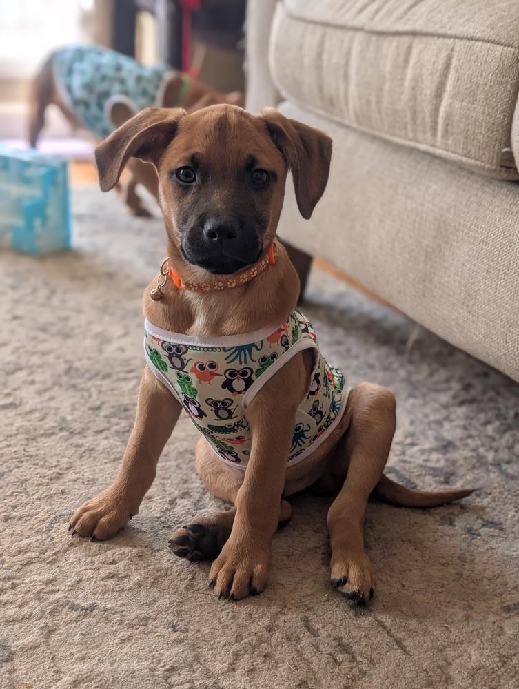 Enlarge Loki Lilac, a Adoptable mixed breed in Waunakee, WI image 2/5