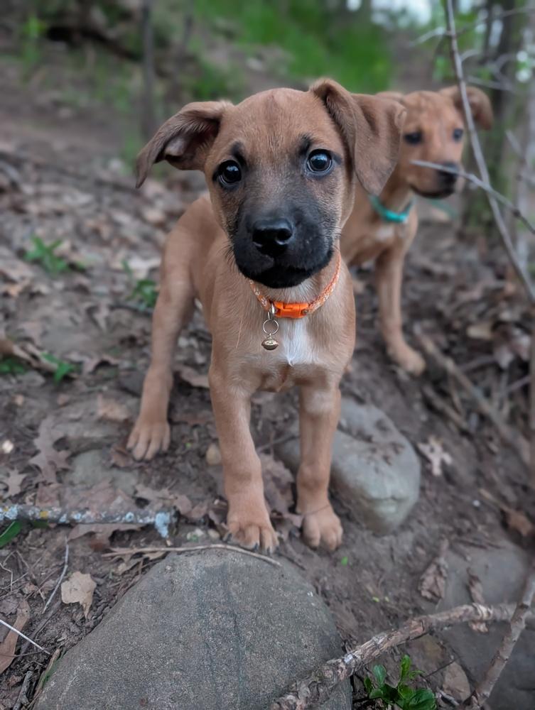 Enlarge Loki Lilac, a Adoptable mixed breed in Waunakee, WI image 3/5