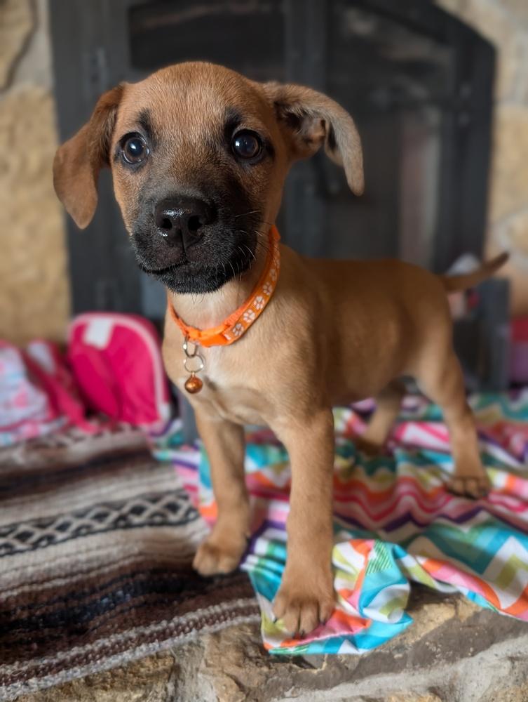 Enlarge Loki Lilac, a Adoptable mixed breed in Waunakee, WI image 4/5