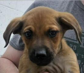 Enlarge Loki Lilac, a Adoptable mixed breed in Waunakee, WI image 5/5