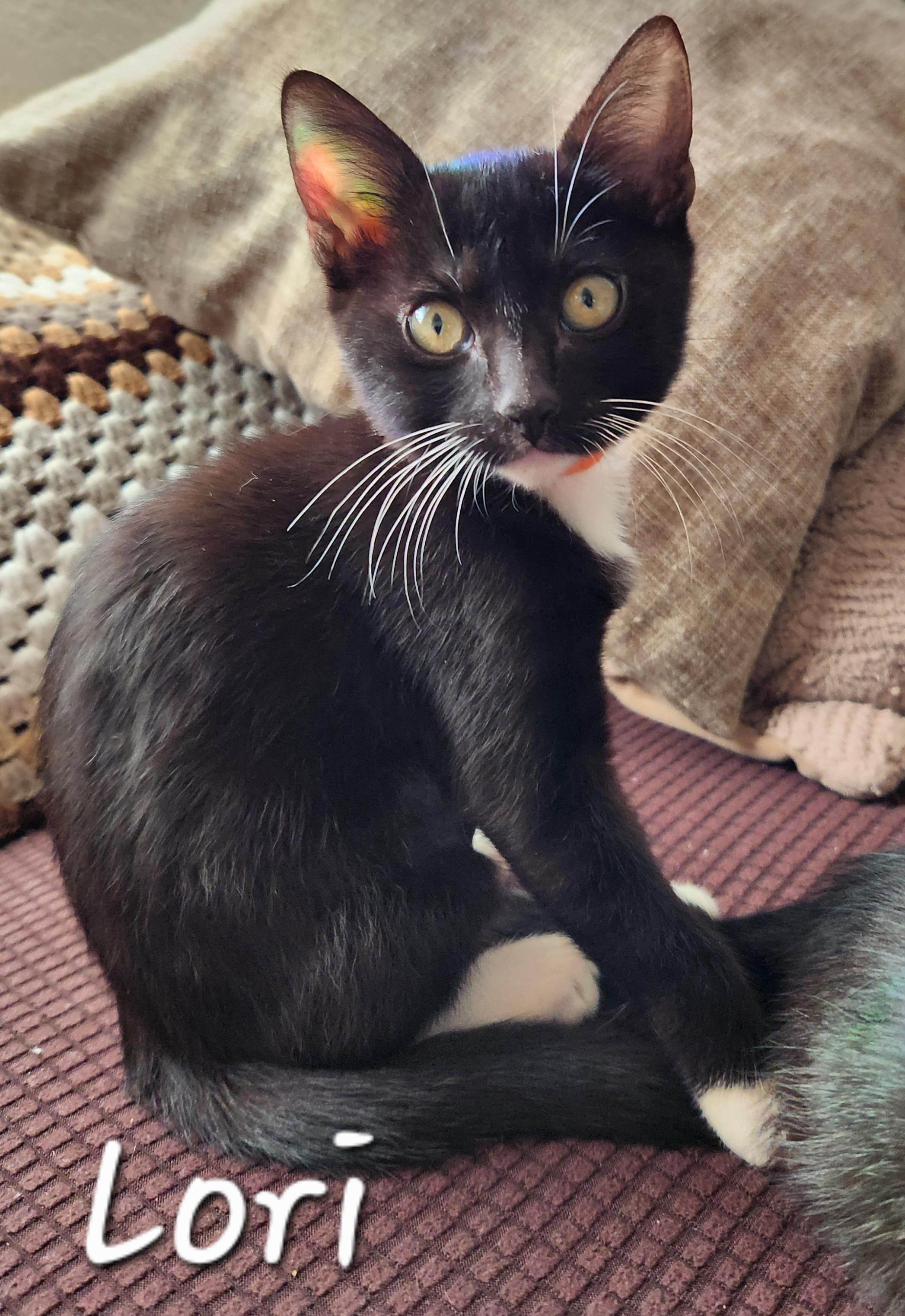 Lori, ADOPTABLE, Kitten Female Domestic Short Hair.